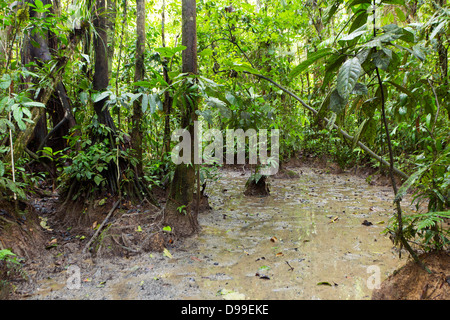 Ein "Salt Lick' auf den Regenwald Stock in Ecuador. Große Säugetiere kommen zu diesen Seiten zu mineralischen reiche Erde essen. Stockfoto