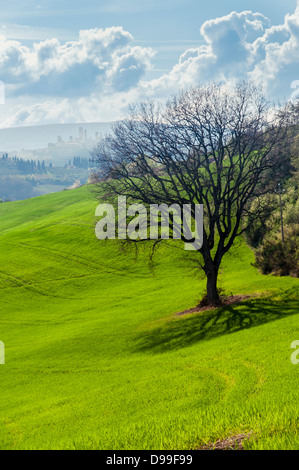 Ein einsamer Baum in einer toskanischen Landschaft, Toskana, Italien Stockfoto