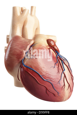 Anatomie des Herzens innere Struktur Stockfoto