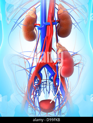 3D Darstellung der Nierentransplantation Stockfoto