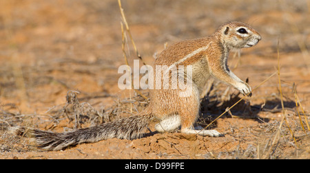 Kap-Borstenhörnchen, Kap-Borstenhörnchen Xerus inauris Stockfoto