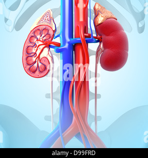 Anatomie der Niere Innenansicht in abgewandelter form Stockfoto