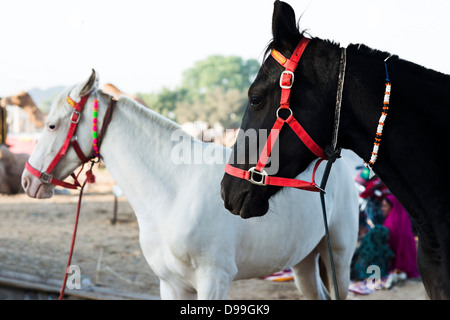 Pferde in Pushkar Camel Fair, Ajmer, Pushkar, Rajasthan, Indien Stockfoto