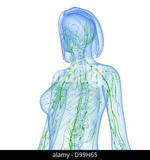 Lymphatische System des menschlichen Körpers-Anatomie Stockfoto