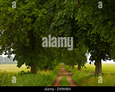 Allee von Kastanienbäumen in Solzow, Teil von Vipperow, Mecklenburger Seenplatte, Mecklenburg-Western Pomerania, Deutschland Stockfoto