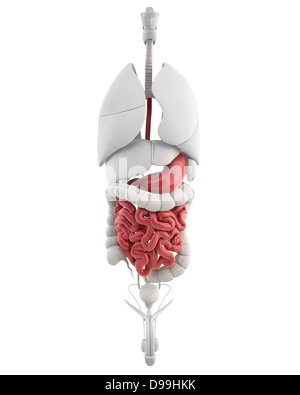 Männchen mit allen inneren Organen Magen Anatomie Stockfoto