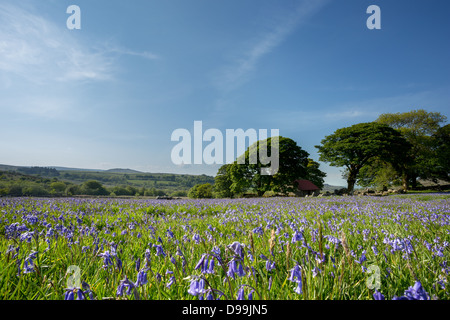 Glockenblumen auf Emsworthy im Frühsommer Dartmoor National Park, Devon Uk Stockfoto