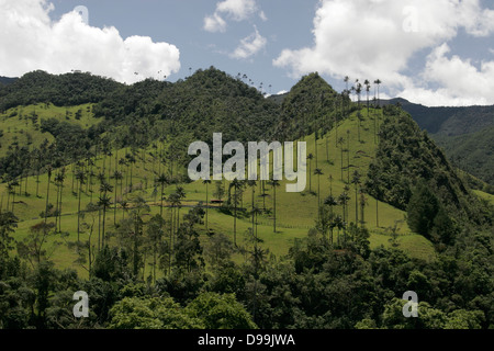 Palmas de Cera (Wachs Palmen), der größten Palmen der Welt (bis zu 60m hoch) Valle de Cocora in der Nähe von Salento, Kolumbien, Südamerika Stockfoto