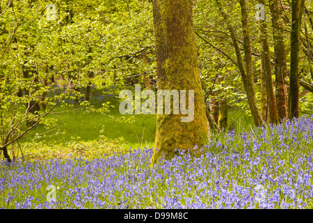 Glockenblumen in Millers Holz in der Nähe von Colton im Lake District, Cumbria. Stockfoto