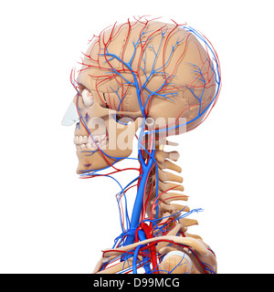 Herz-Kreislauf-System der menschlichen Kopf Anatomie Stockfoto
