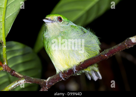 Nicht identifizierte grüner Vogel Schlafplatz in der Nacht in den Regenwald Unterwuchs Stockfoto