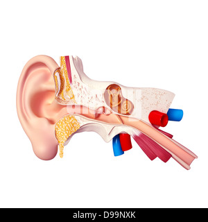Menschliche Ohr Anatomie Stockfoto