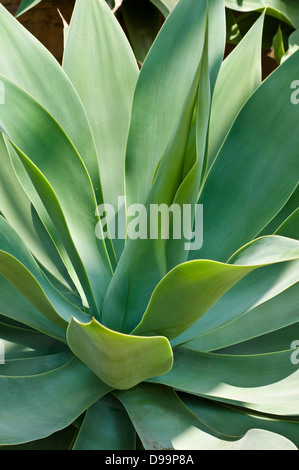 Agave Attenuata Pflanze Stockfoto