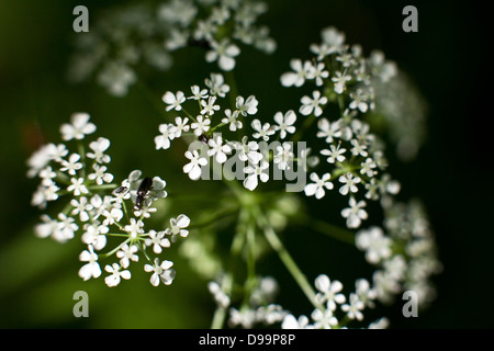 Anthriscus Sylvestris, bekannt als Kuh Petersilie, wilder Kerbel, wilde Schnabel Petersilie, Keck oder Queen Anne es Lace in Nahaufnahme Stockfoto