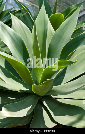 Agave Attenuata Pflanze Stockfoto