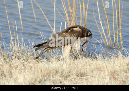 Weibliche Northern Harrier, (Circus Cyaneus), Fütterung in Bosque del Apache National Wildlife Refuge, Socorro co., New Mexico, USA. Stockfoto