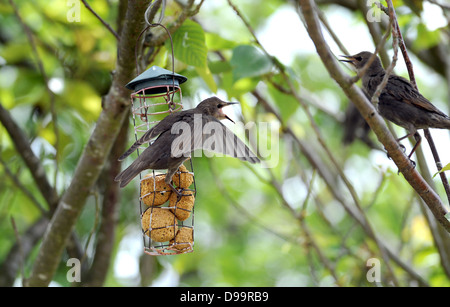 Young-Starling Sturnus Vulgaris auf einem Garten Futterhaus UK Stockfoto