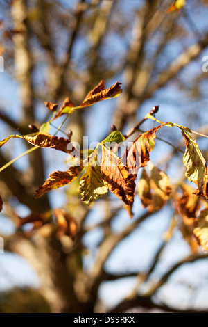 Braune Blätter im Herbst auf einem Pferd-Kastanie Stockfoto