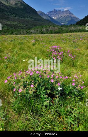 Ausläufern Wildblumen Anzeige-Sticky Geranie Viscosissimum Waterton Lakes Nationalpark Alberta Kanada Stockfoto