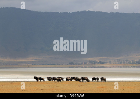 Gnus (Connochaetes Taurinus) am Lake, Ngorongoro Krater, Tansania Stockfoto