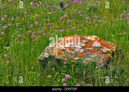 Ausläufern Wildblumen Anzeige-Sticky Geranie Viscosissimum Waterton Lakes Nationalpark Alberta Kanada Stockfoto