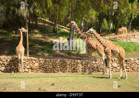 Eine Giraffe Familie Out für einen morgendlichen Spaziergang Stockfoto