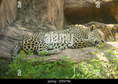 Jaguar auf dem Felsen schläft Stockfoto