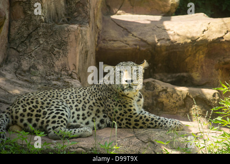 Jaguar auf Felsen sitzend Stockfoto