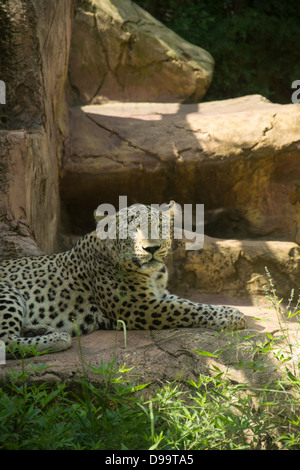 Jaguar auf Felsen sitzend Stockfoto