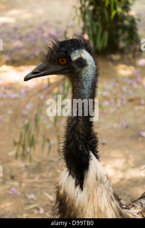 Closeup Schuss von einem männlichen Strauß Stockfoto