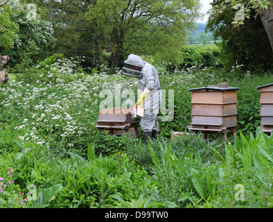 Mann trägt Schutzkleidung sammeln Honig aus einem Bienenstock Stockfoto