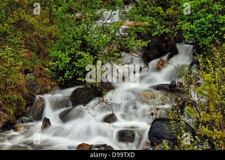 Moosigen Kaskade mit Schneeschmelze Abfluss Banff Nationalpark Alberta Kanada Stockfoto