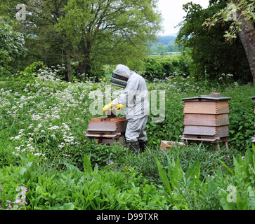 Mann trägt Schutzkleidung sammeln Honig aus einem Bienenstock Stockfoto