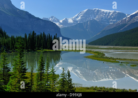 Mt. Kitchener spiegelt sich in der Beauty-Creek-Pool in der Nähe der Sunwapta River Jasper Nationalpark Alberta Kanada Stockfoto