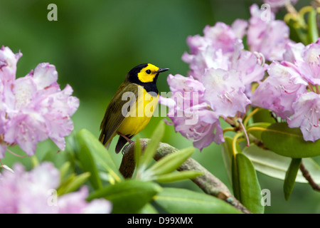 Kapuzen-Waldsänger in Rhododendron Blüten Vogel singvögel Ornithologie Wissenschaft Natur Tierwelt Umwelt Stockfoto