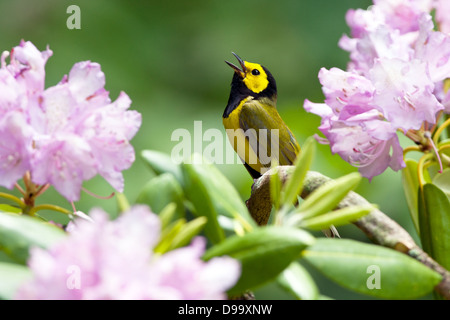 Kapuzen-Waldsänger singen in Rhododendron - vertikaler Vogel singvögel Ornithologie Wissenschaft Natur Tierwelt Umwelt Stockfoto