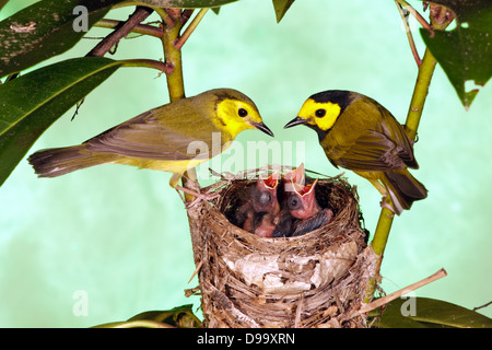 Kapuzen-Warblers Männchen Weibchen Barschen am Nest mit Nestlingen Vogel singbird Ornithologie Wissenschaft Natur Tierwelt Umwelt Stockfoto