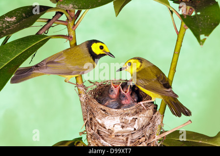 Kapuzen-Warblers Männchen Weibchen Barschen am Nest mit Nestlingen Vogel singbird Ornithologie Wissenschaft Natur Tierwelt Umwelt Stockfoto