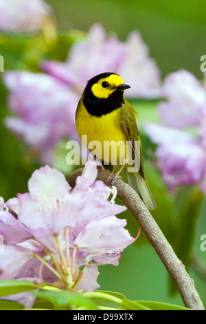 Kapuzen-Waldsänger in Rhododendronblüten - vertikaler Vogel singvögel Vogelkunde Wissenschaft Natur Tierwelt Umwelt Stockfoto