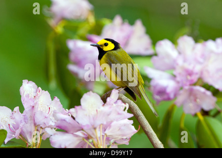 Kapuzen-Waldsänger in Rhododendron Blüten Vogel singvögel Ornithologie Wissenschaft Natur Tierwelt Umwelt Stockfoto