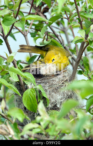 Yellow Warbler Building Nest - vertikaler Vogel singvögel Ornithologie Wissenschaft Natur Tierwelt Umwelt Stockfoto