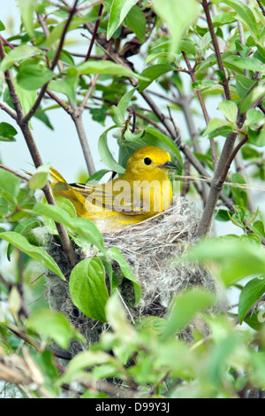 Yellow Warbler Brutschnest - vertikaler Vogel singvögel Ornithologie Wissenschaft Natur Tierwelt Umwelt Stockfoto