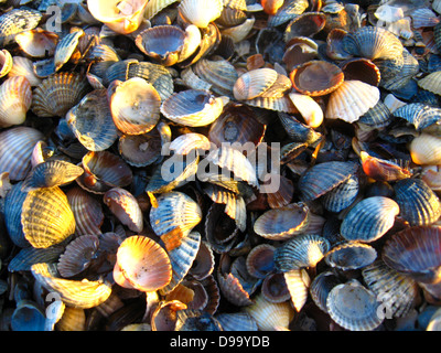 Bunt und grauem Hintergrund aus Sand und Muschelschalen Stockfoto