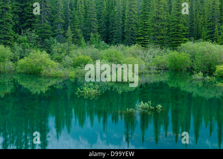 Reflexionen in einem überschwemmten Teich in der Nähe von Medicine Lake Jasper Nationalpark Alberta Kanada Stockfoto