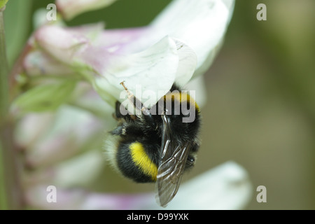 Hummel, die Bestäubung Saubohne (Vicia Faba) Stockfoto