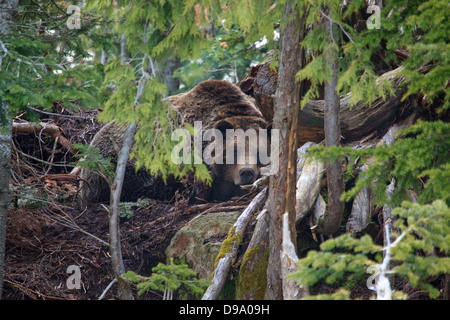 Grizzly Bären in British Columbia, Kanada Stockfoto