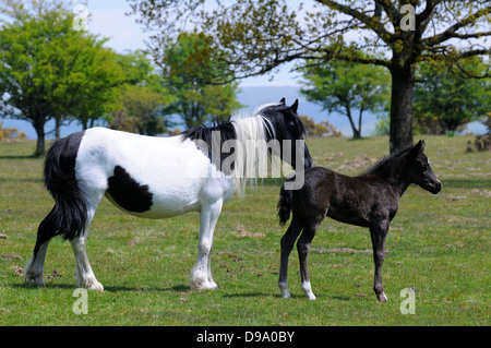 Ponys auf Dartmoor in Devon UK die Sonne zu genießen, nach einem langen harten winter Stockfoto