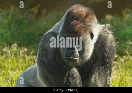 Silverback Gorilla in Morgensonne stehen und starrte Stockfoto