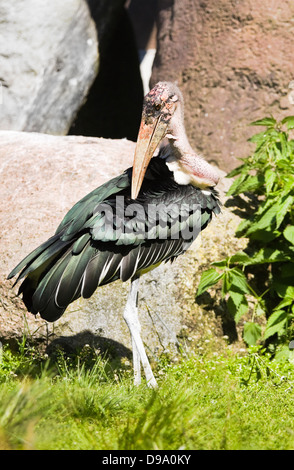 Marabou Storch Reinigung Federn in Morgensonne mit Felsen im Hintergrund Stockfoto