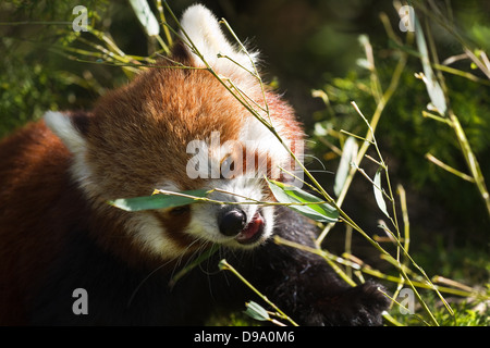 Roter Panda in Morgensonne Essen Bambus Stockfoto